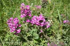 Pedicularis punctata